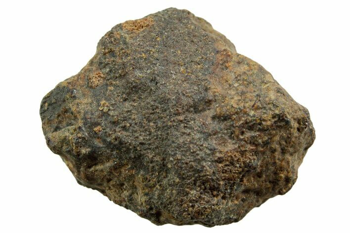 Howardite Meteorite ( g) - Bechar #348397